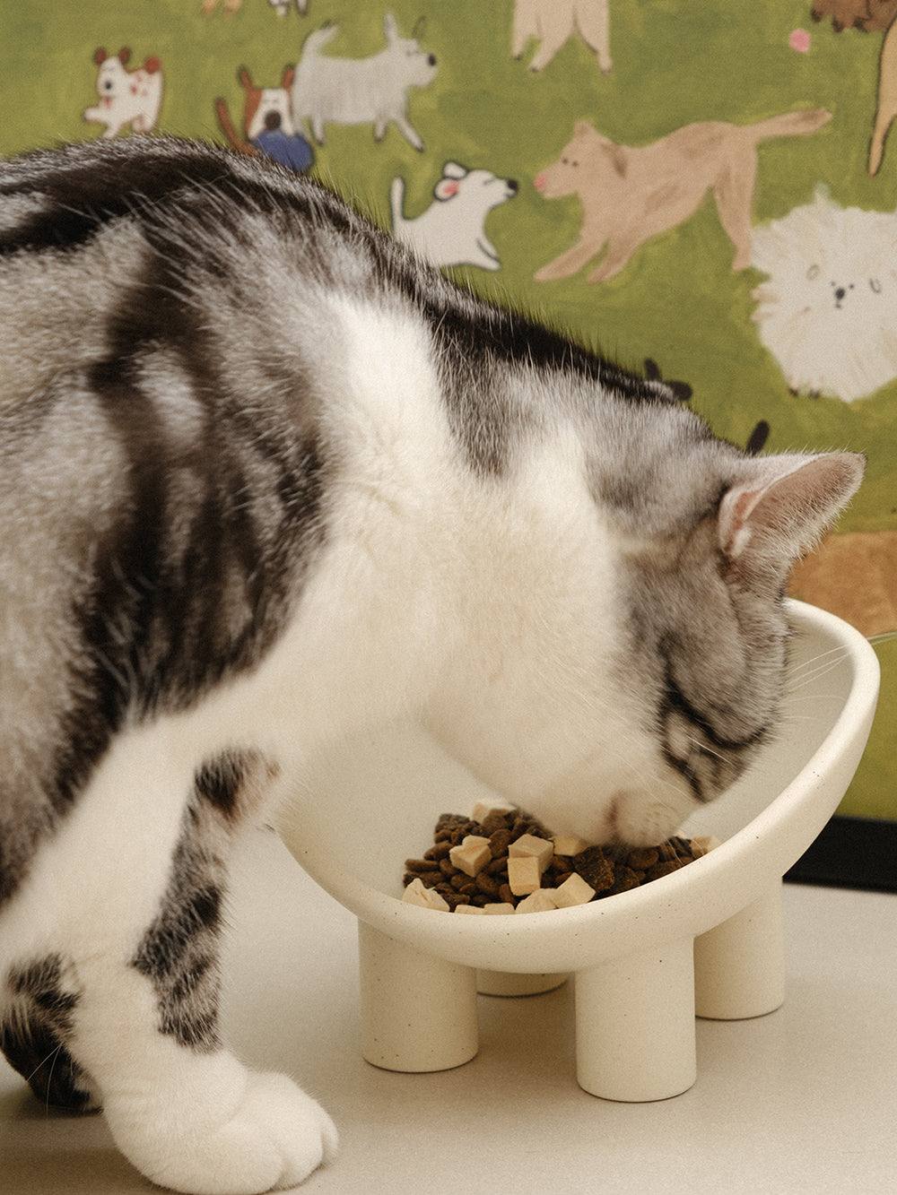 Squash Pet Bowl - additional view 3